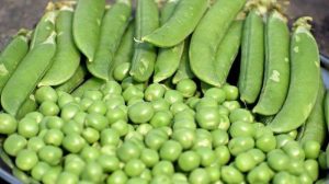 Kacang-Kacangan dan Polong-Polongan
