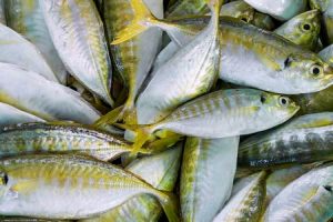 4 ekor ikan selar